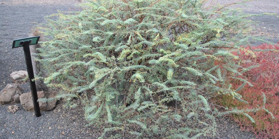 Euphorbia viminea