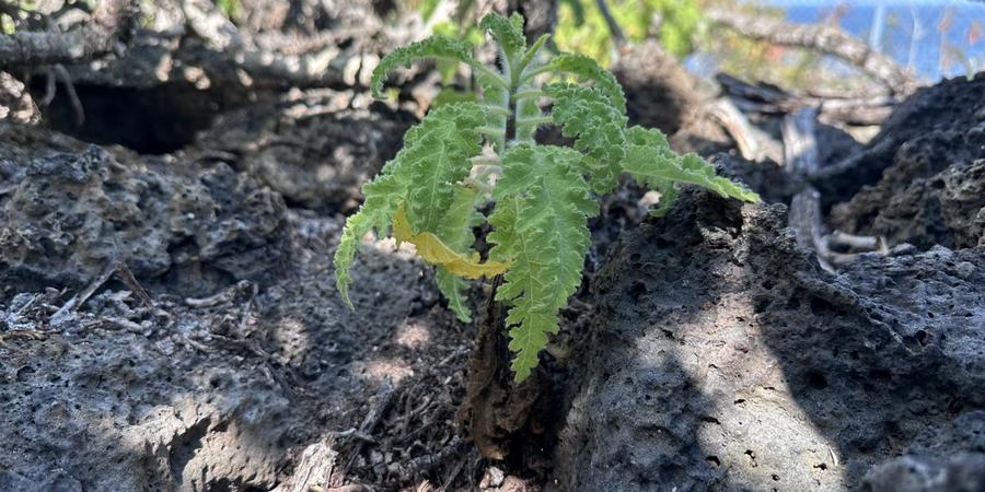 Especie en caja groasis