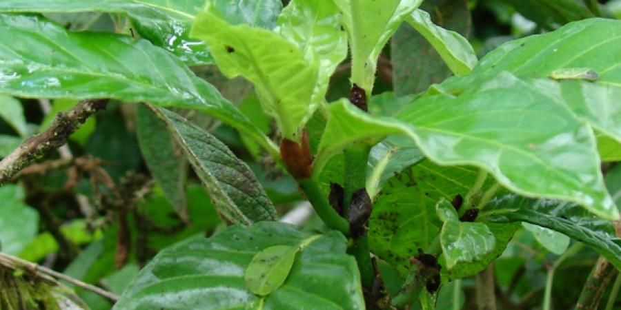Psychotria rufipes