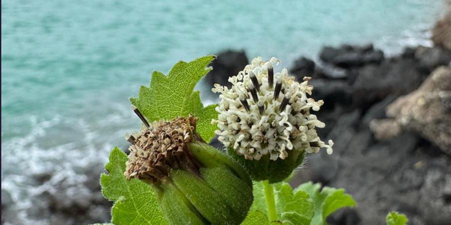 Species with flower