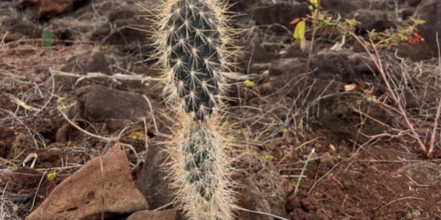 Especie en caja groasis