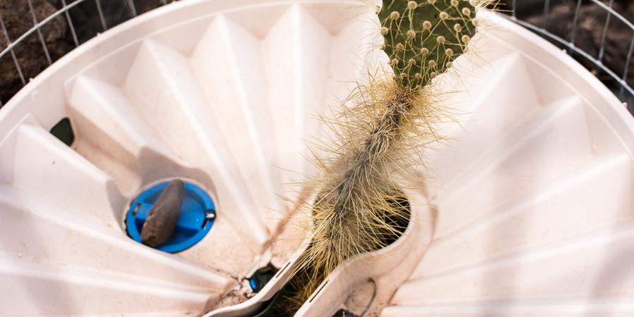 Especie en caja groasis